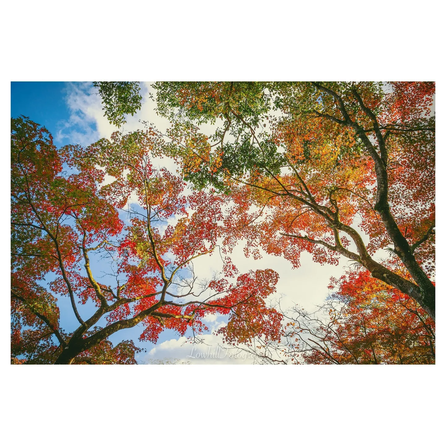 daily footo. kagoshima (鹿児島)

긴 겨울잠을 앞두고 화려한 시를 읊던 그 날
공기와 언어의 색온도

place : sogi fall (曽木の滝)

#曽木の滝 #sogifall #travel #kagoshimajapan #kagoshima #가고시마 #일본여행 #낮은언덕스튜디오 #낮은언덕사진관 #가을 #단풍 #스냅사진 #풍경사진 #감성사진