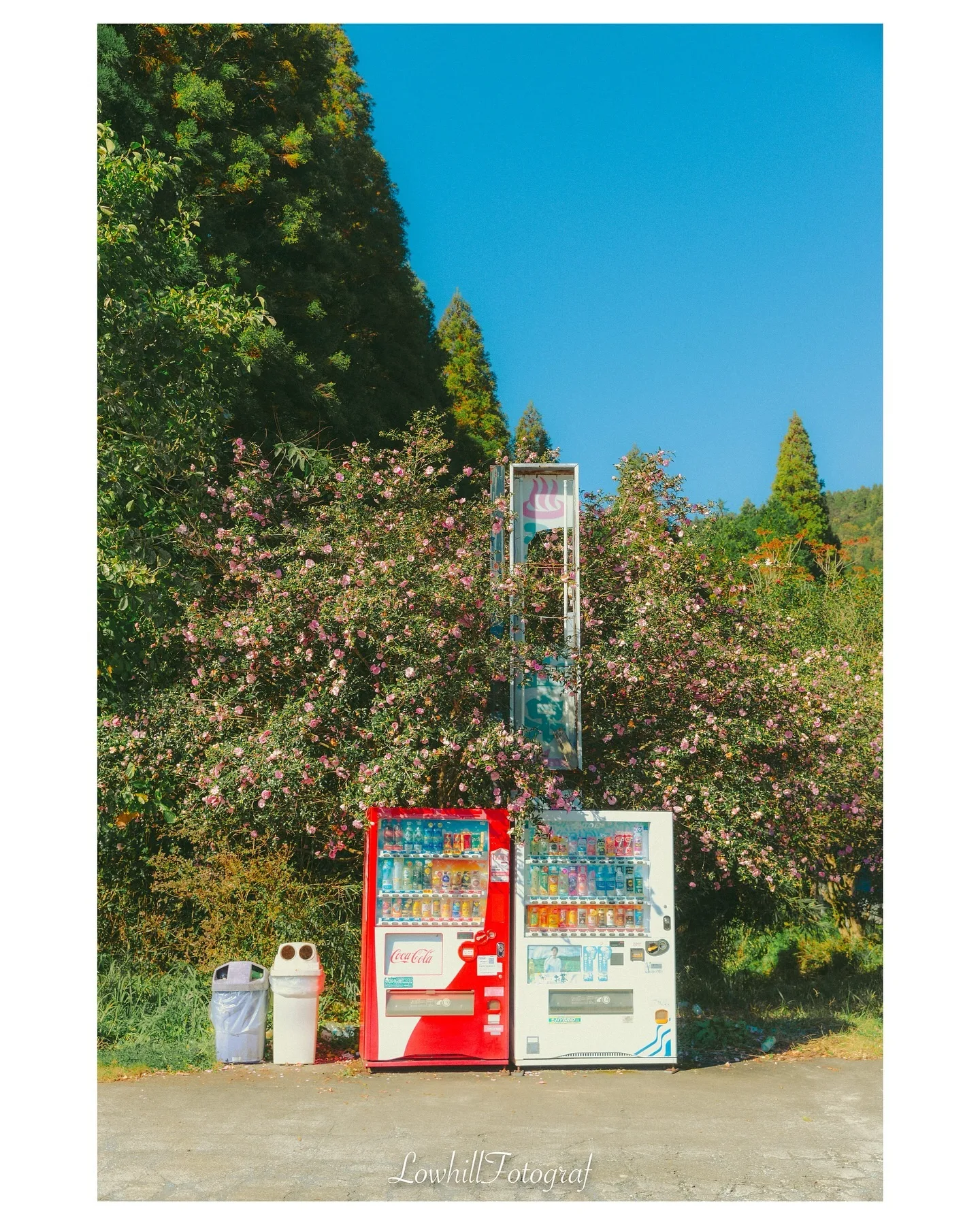 daily foto

길을 가다 우연히 마주친 동백과 자판기

#낮은언덕스튜디오 #스냅사진 #길을걷다 #동백 #자판기 #lowhillfoto #풍경사진